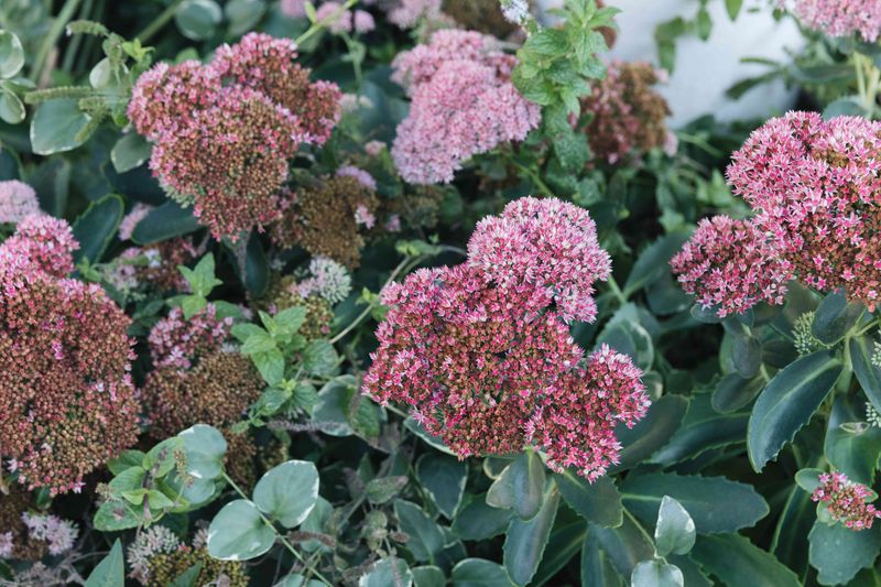 Autumn Joy Sedum