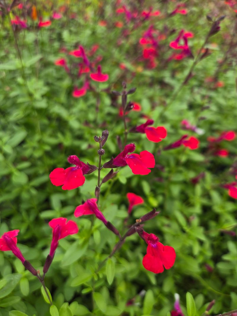 Autumn sage offers a Texas-native option for the Central Texas border