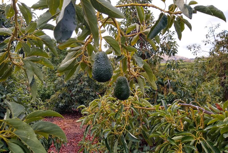 Avocado Trees (Feed Lightly and Early)
