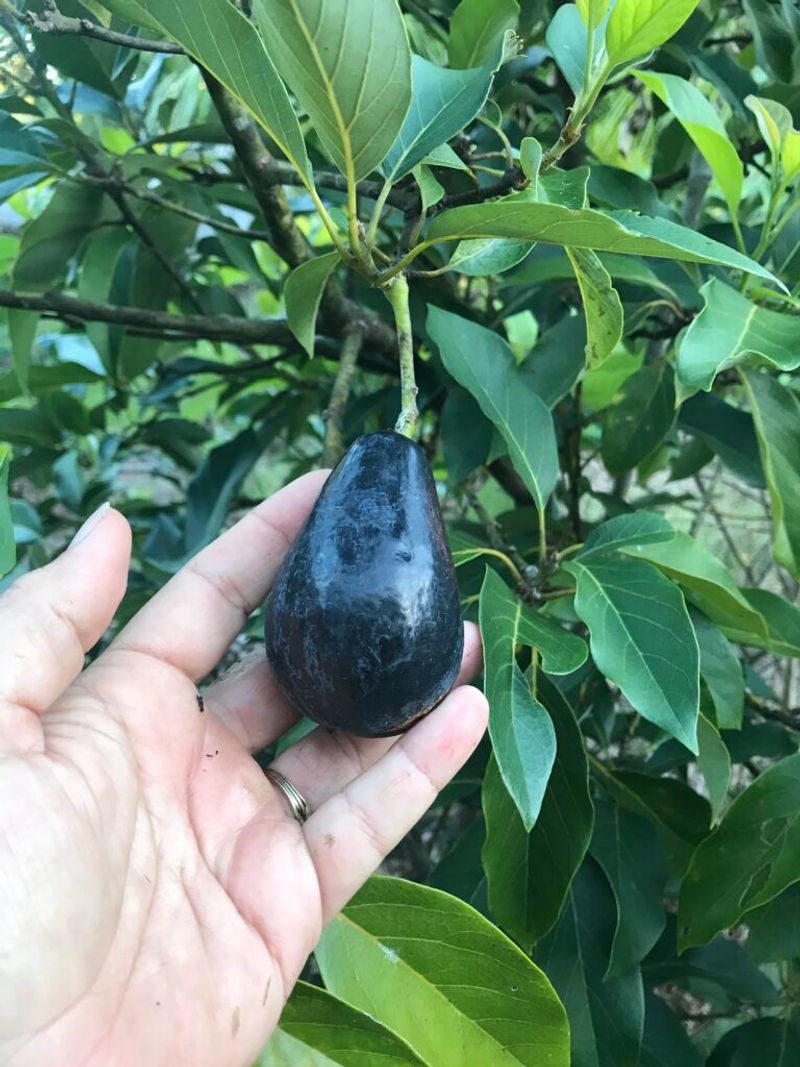 Avocado Trees