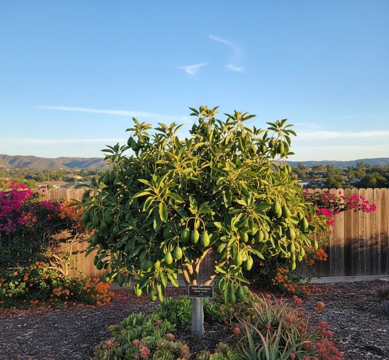 Avocado Avocado