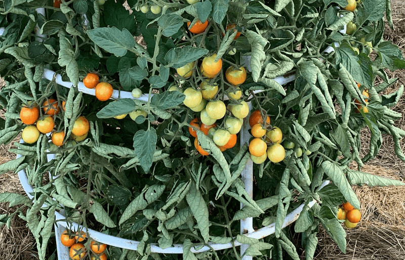 Avoid fertilizer shortcuts that trade fruit for foliage