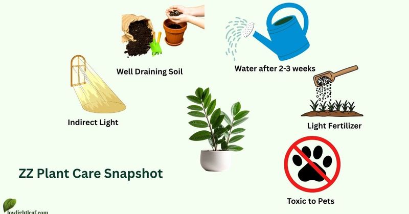 Avoid overwatering and heavy feeding