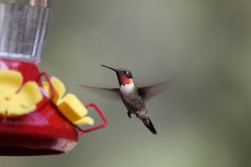 Avoid pesticides and keep feeding through migration Avoid pesticides and keep feeding through migration