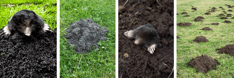 Avoid shortcuts that target the wrong pest