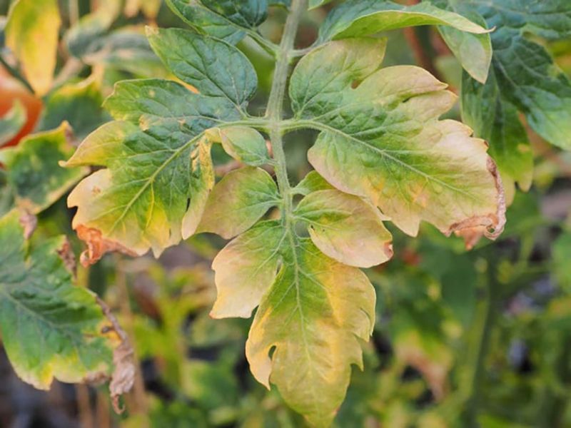 Avoid the fertilizer shortcuts that reduce flowering