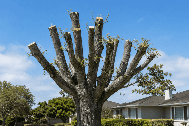 Avoid topping, stub cuts, and wholesale leaf removal