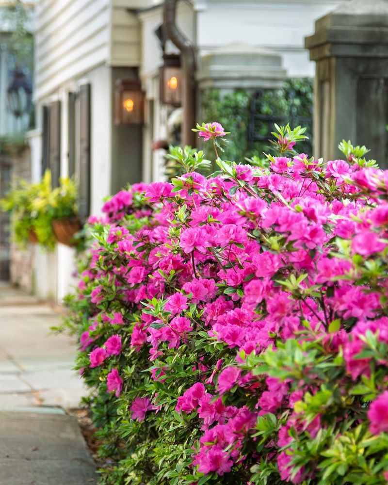 Azalea