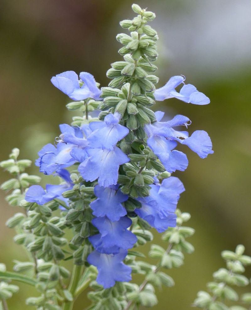 Azure Blue Sage
