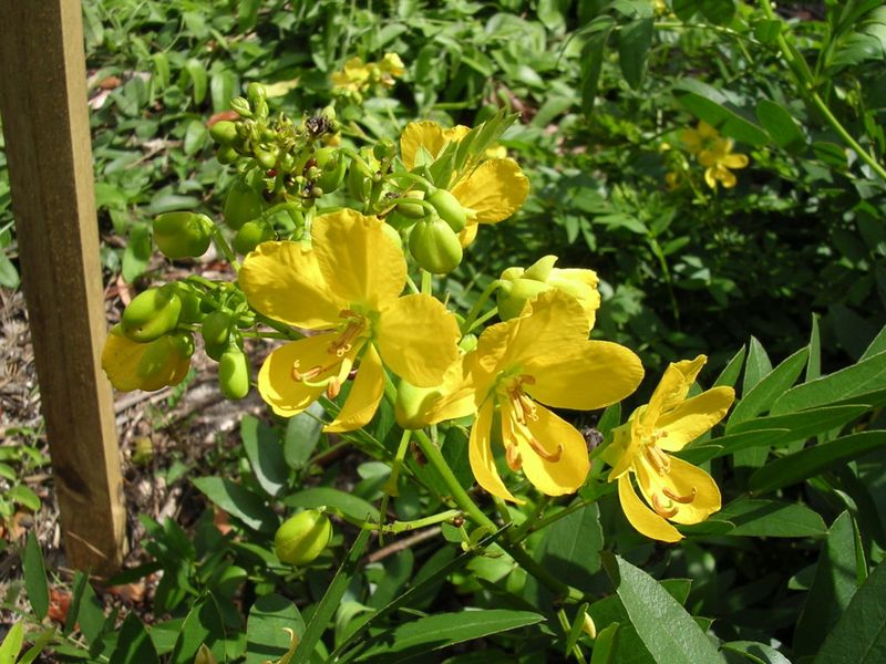 Bahama Cassia