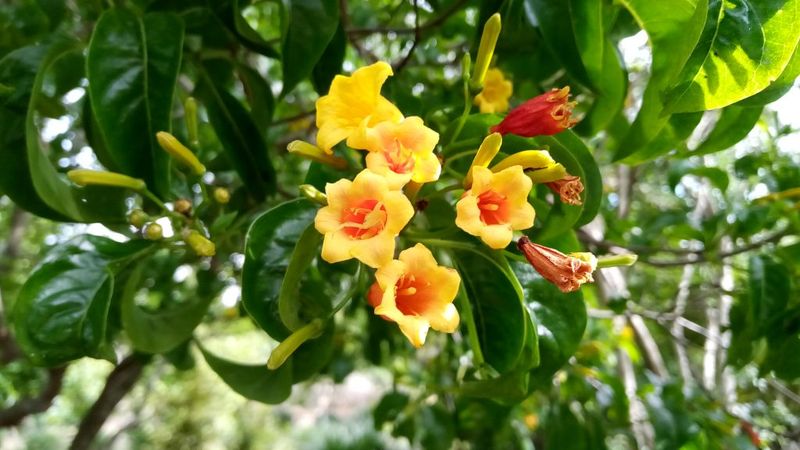Bahama Firebush