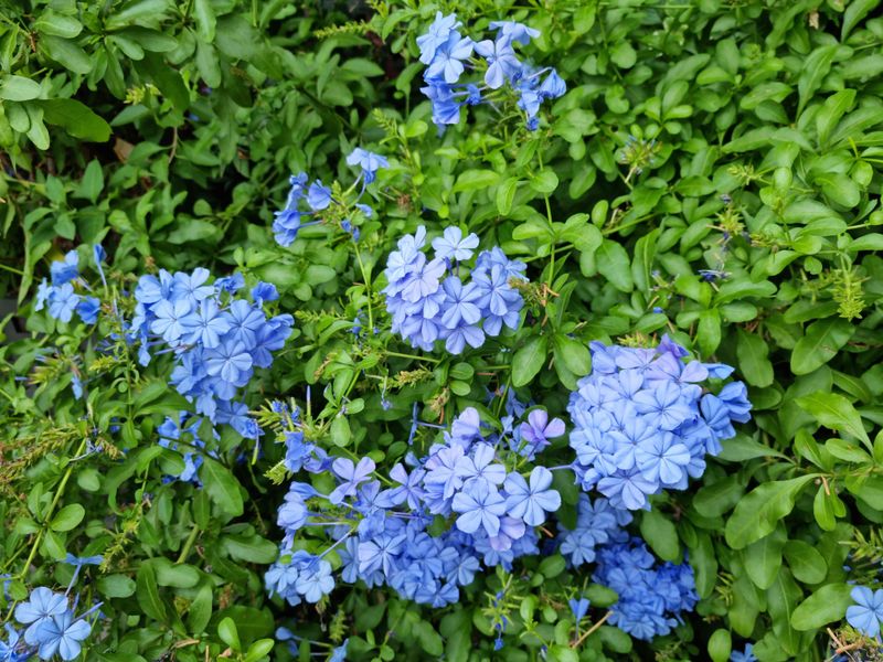 Balance New Branching Against Flower Loss