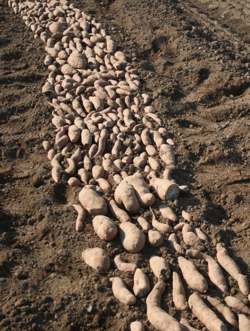Balance fertility and watch for root-threatening pests