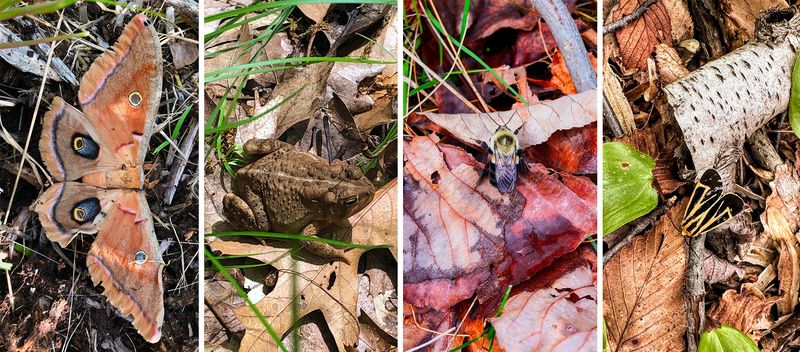 Balance turf care with wildlife habitat
