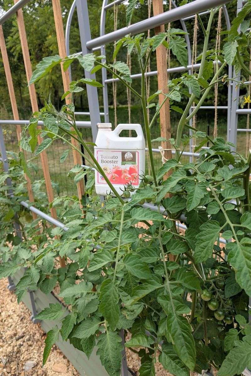 Balanced Tomato Fertilizer