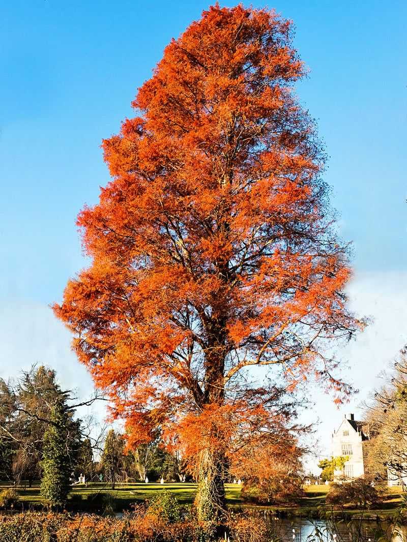 Bald Cypress