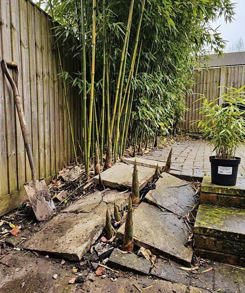 Bamboo (Running Types) Bamboo (Running Types)