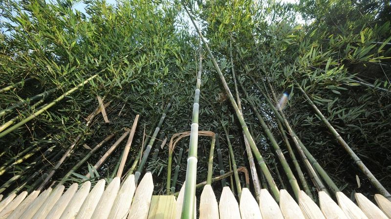 Bamboo Shoots (Running Types)