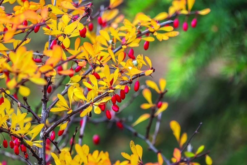 Barberry (Fruiting Varieties)
