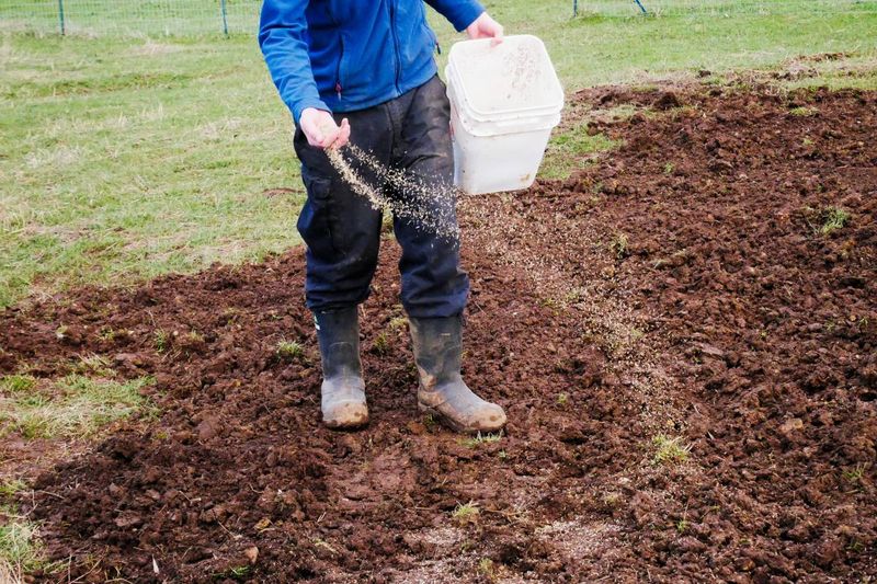 Bare soil can work when you prepare it correctly