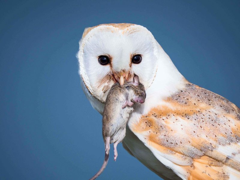 Barn owls can help with rodents, but they do not replace traps
