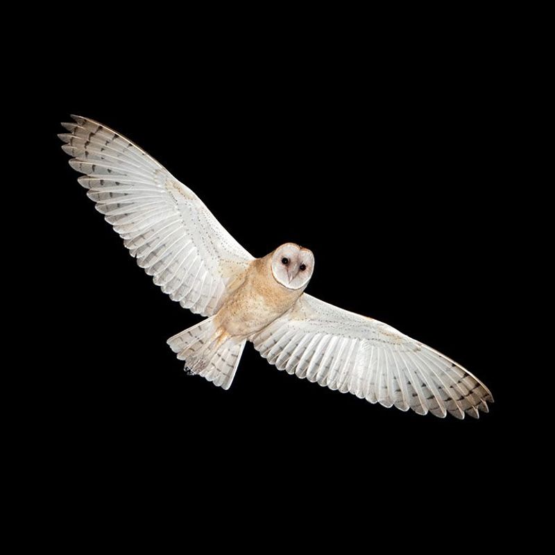 Barn owls may help, but they are not a guaranteed gopher cure