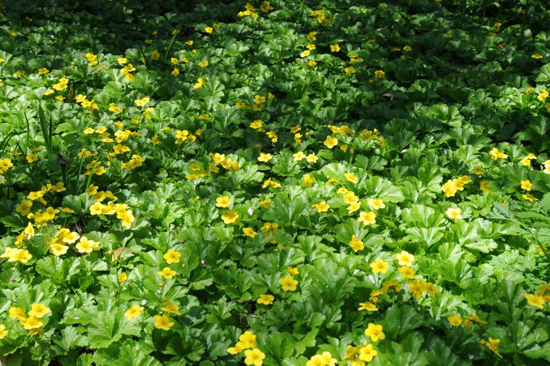 Barren Strawberry (Geum fragarioides)