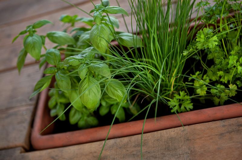 Basil