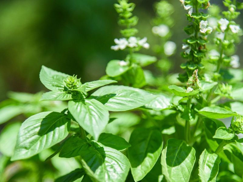 Basil Still Works, but It Makes a Different Garden Tradeoff Basil Still Works, but It Makes a Different Garden Tradeoff