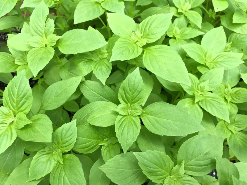Basil Basil
