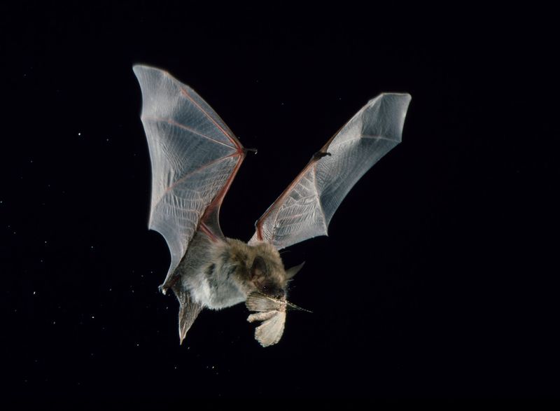 Bats control many night-flying insects, but not reliably mosquitoes