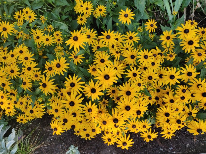 Beach Sunflower