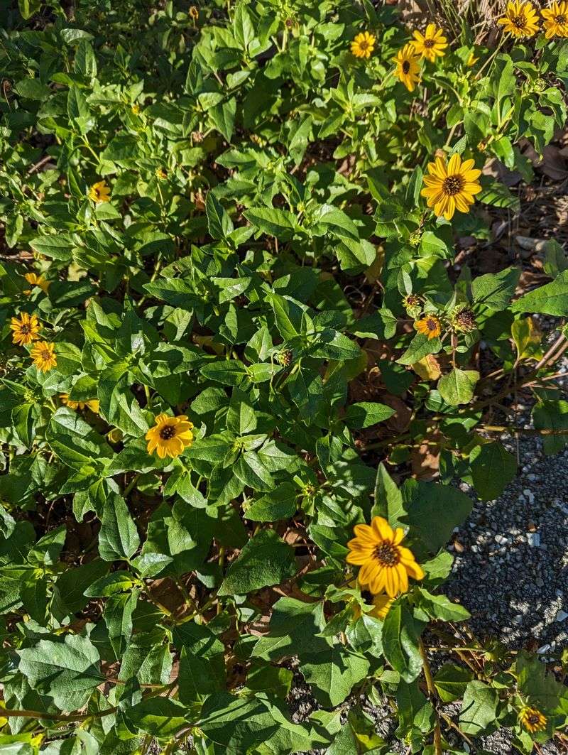 Beach Sunflower