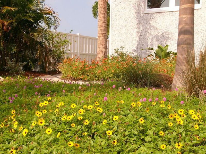 Beach Sunflower