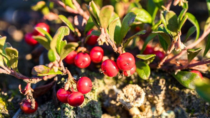 Bearberry