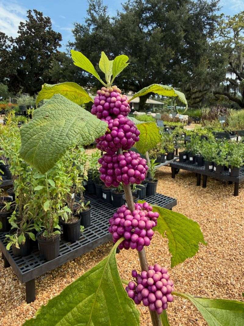 Beautyberry