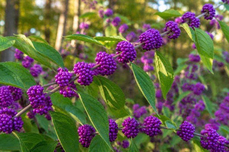 Beautyberry