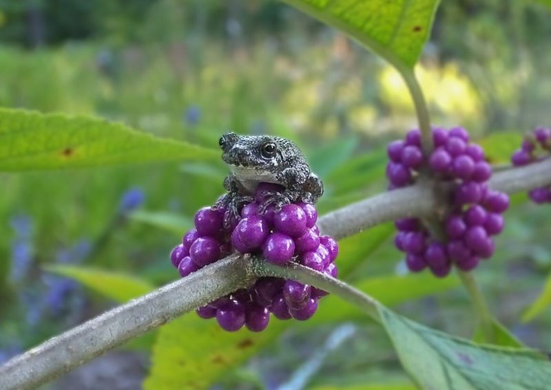 Beautyberry