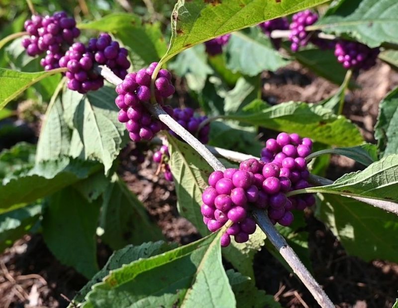 Beautyberry