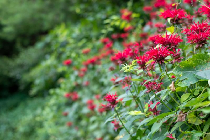 Bee Balm