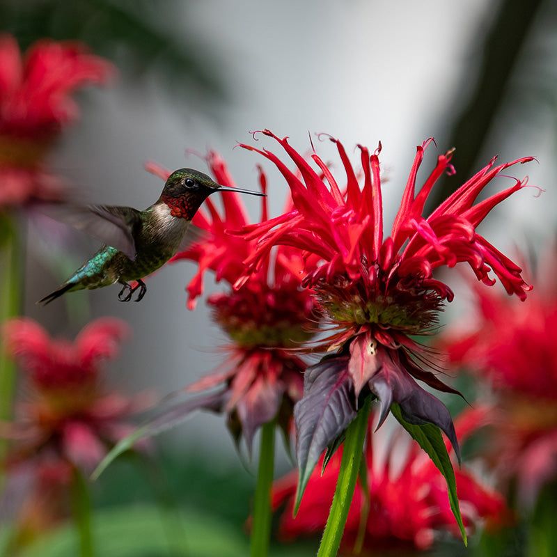 Bee Balm (Monarda)