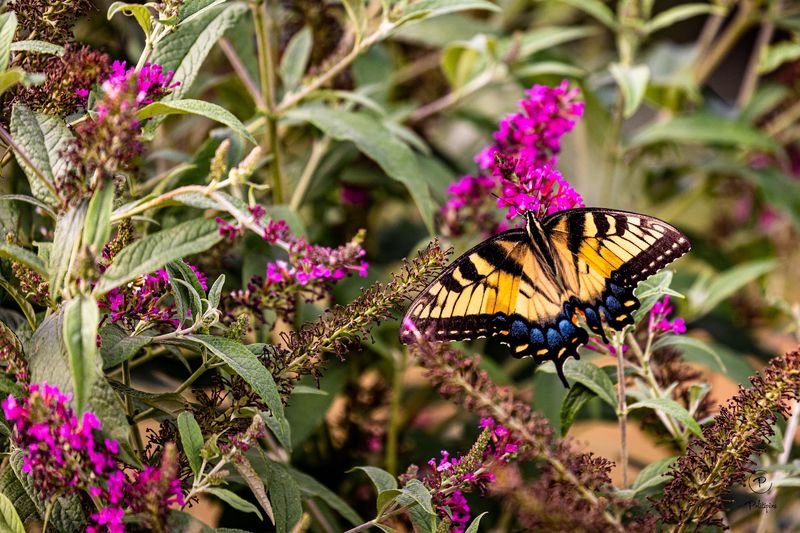 Bees, Butterflies, and Farm Life Bees, Butterflies, and Farm Life