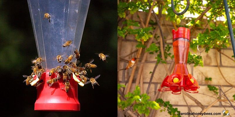 Bees and wasps may find the feeder before you notice the birds Bees and wasps may find the feeder before you notice the birds