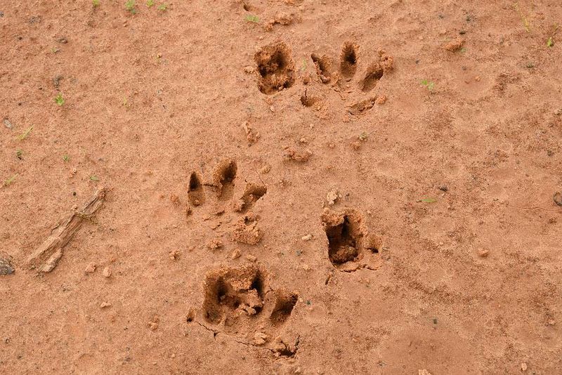 Before changing the yard, confirm what made the holes