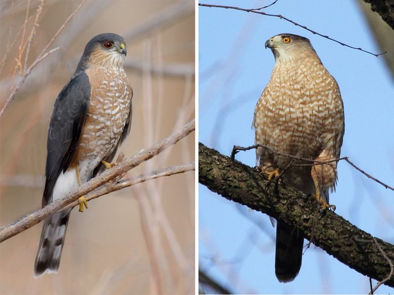 Before interpreting the visit, confirm which hawk you saw Before interpreting the visit, confirm which hawk you saw