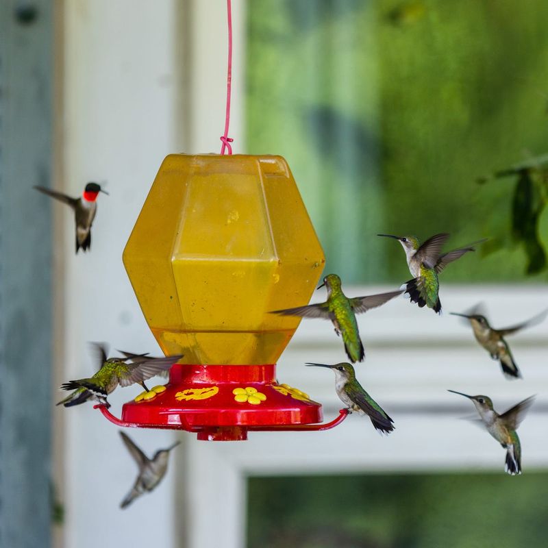 Beneath a Busy Bird Feeder or Nesting Box