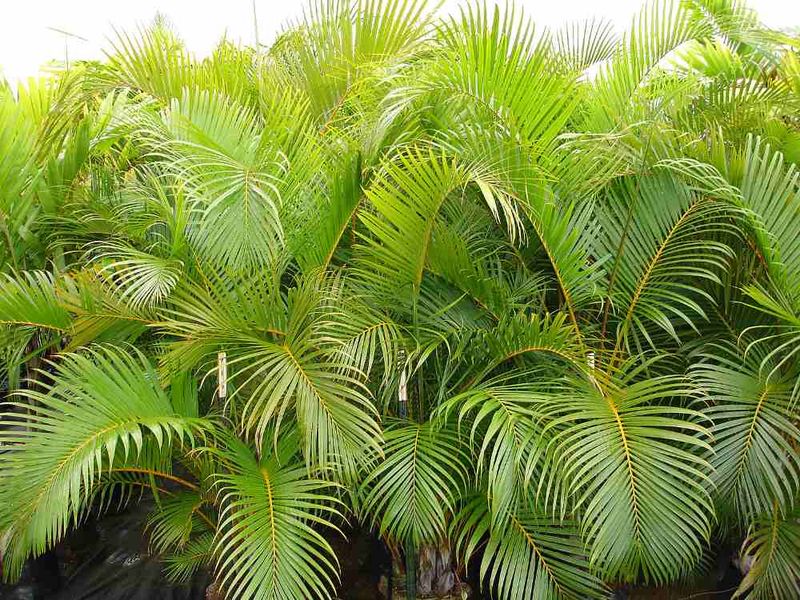 Better Florida privacy plants can give screening without the chase