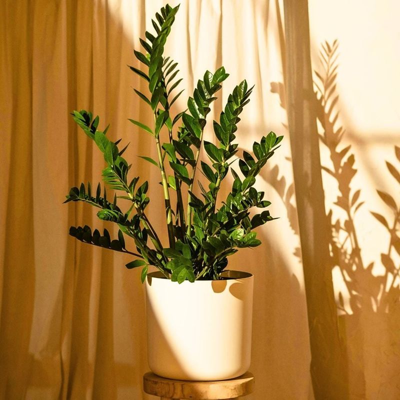Better light cannot reshape an existing frond