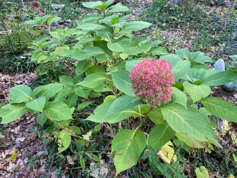Bigleaf hydrangeas carry next year's flower potential into winter