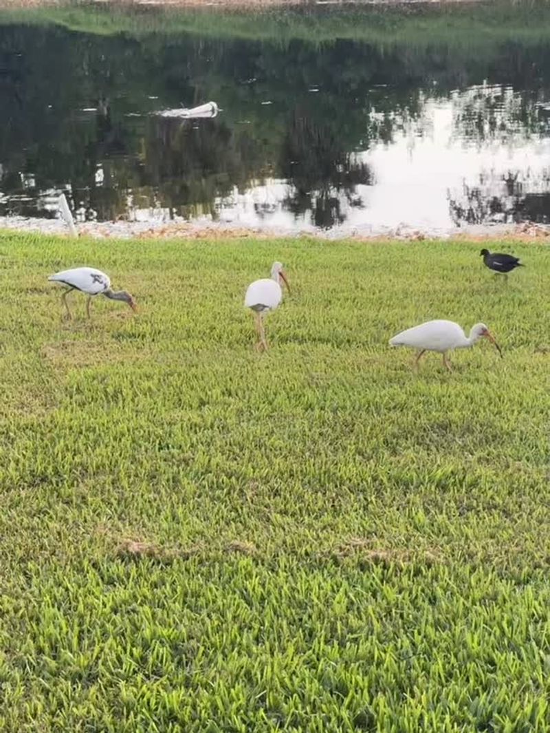 Birds Pecking for Chinch Bugs, Grubs, and Worms Birds Pecking for Chinch Bugs, Grubs, and Worms
